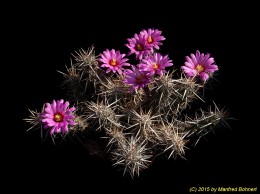 Echinocereus brandegeii 1415